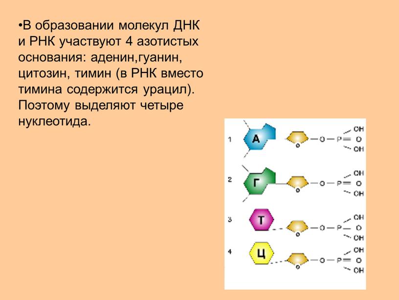 В образовании молекул ДНК и РНК участвуют 4 азотистых основания: аденин,гуанин, цитозин, тимин (в