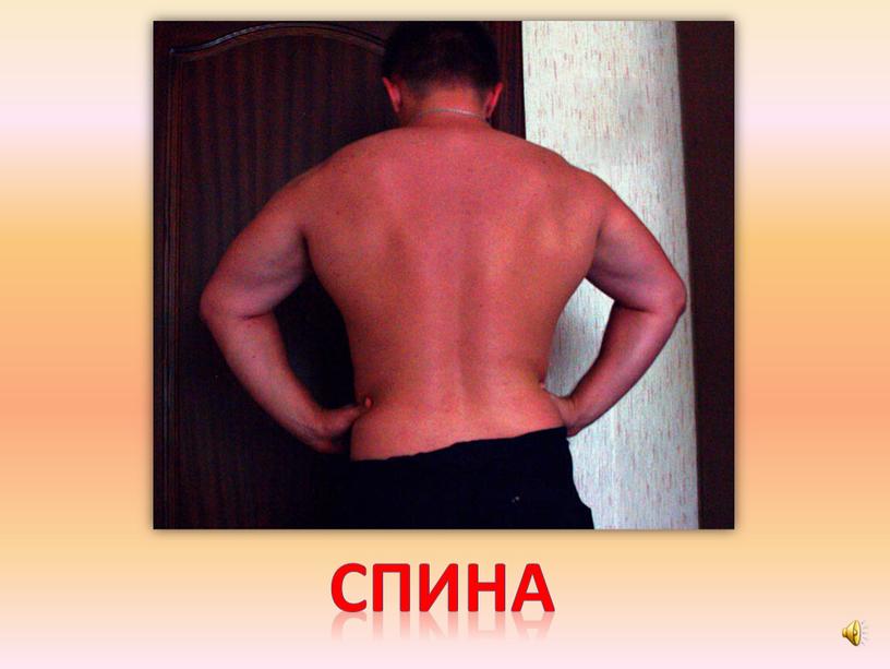 спина