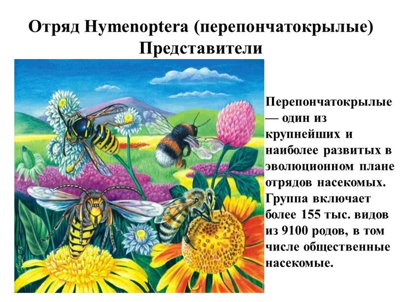 Отряд Hymenoptera (перепончатокрылые)