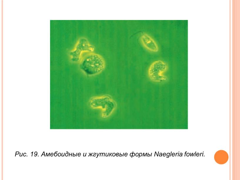 Рис. 19. Амебоидные и жгутиковые формы