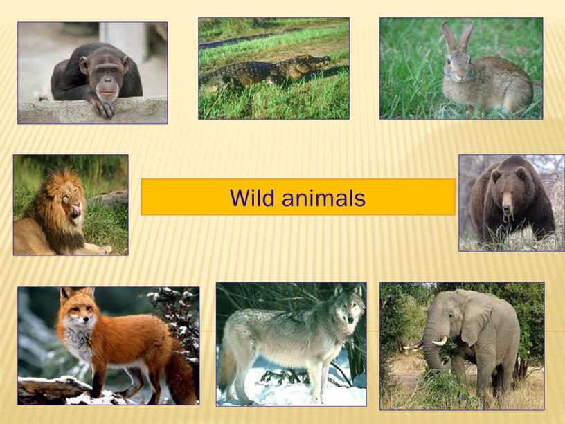 Wild animals