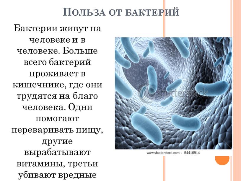 Польза от бактерий Бактерии живут на человеке и в человеке