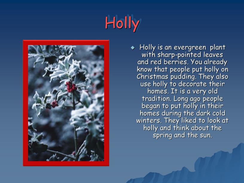 Holly Holly is an evergreen plant with sharp-pointed leaves and red berries