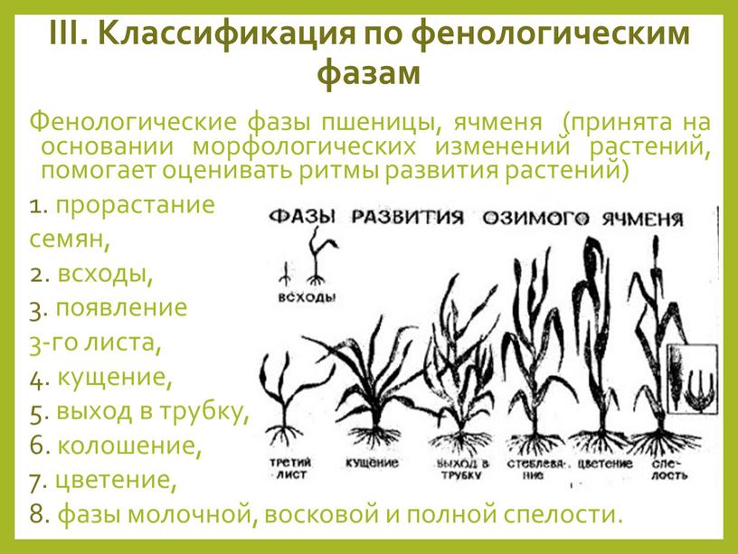 III. Классификация по фенологическим фазам