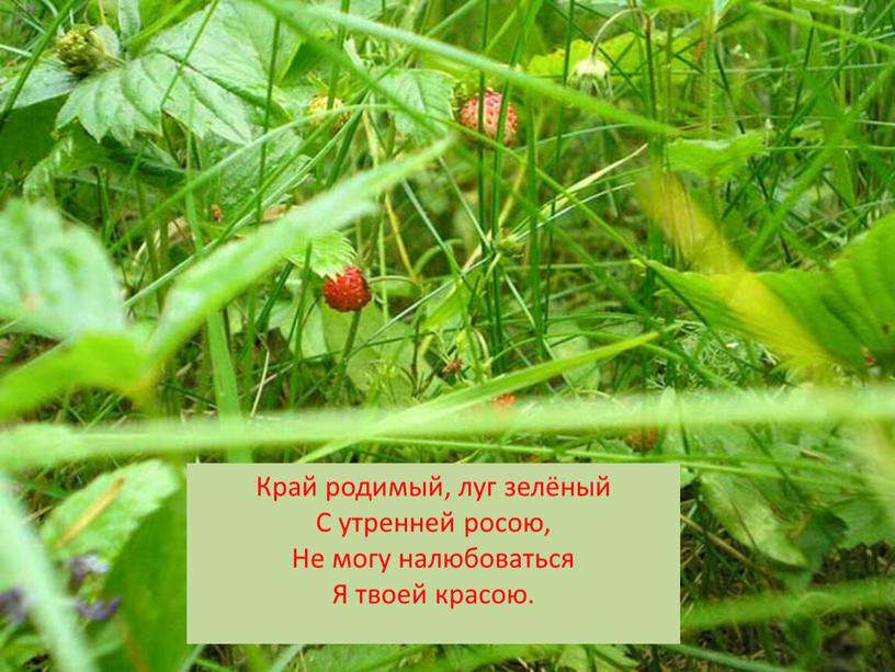 Край родимый, луг зелёный С утренней росою,