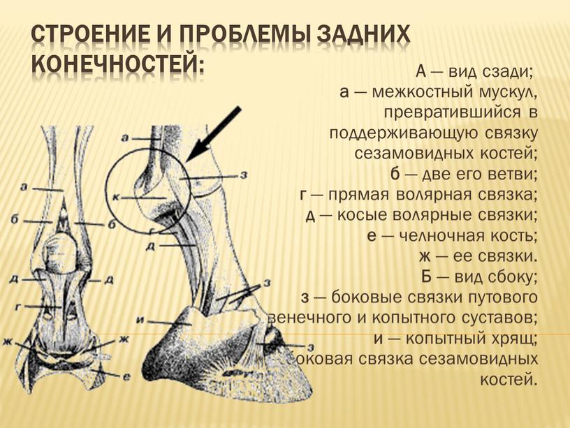 Строение и проблемы задних конечностей: