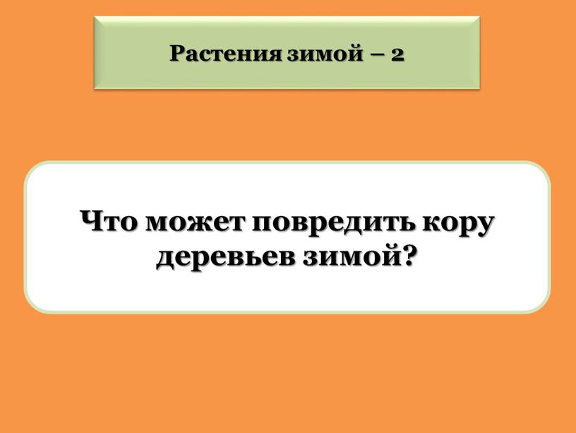 Что может повредить кору деревьев зимой?