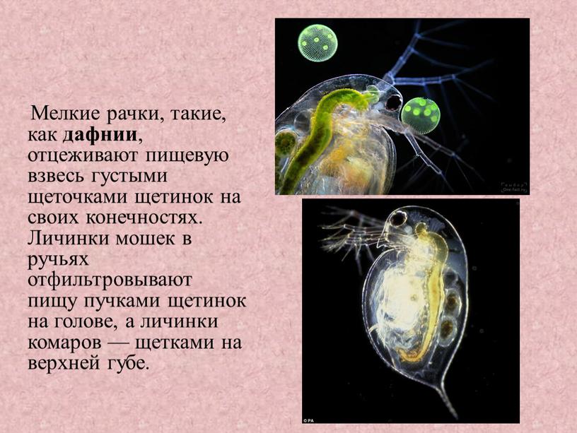 Мелкие рачки, такие, как дафнии , отцеживают пищевую взвесь густыми щеточками щетинок на своих конечностях