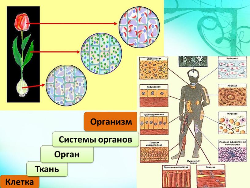 Клетка Ткань Организм Орган Системы органов