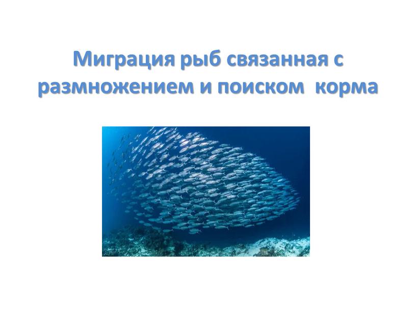 Миграция рыб связанная с размножением и поиском корма