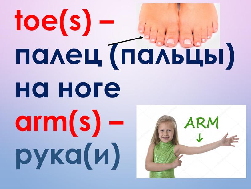 toe(s) – палец (пальцы) на ноге arm(s) – рука(и)