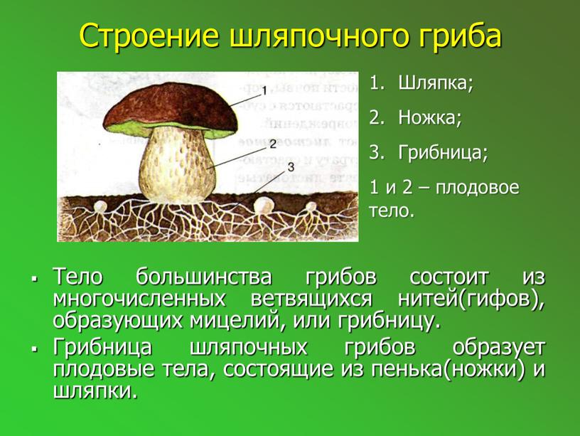 Строение шляпочного гриба Тело большинства грибов состоит из многочисленных ветвящихся нитей(гифов), образующих мицелий, или грибницу