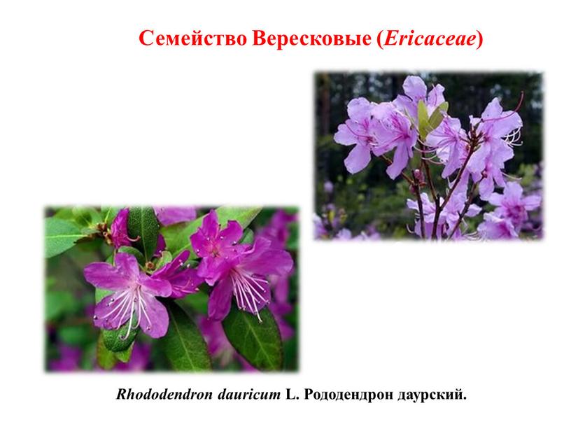 Rhododendron dauricum L. Рододендрон даурский