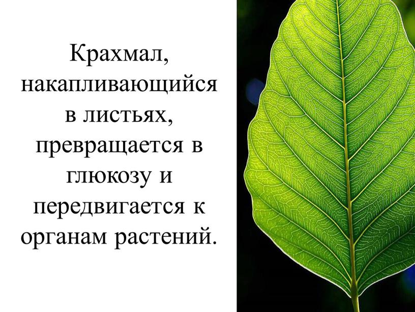 Крахмал, накапливающийся в листьях, превращается в глюкозу и передвигается к органам растений