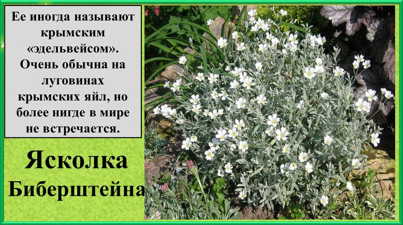 Ясколка Биберштейна Ее иногда называют крымским «эдельвейсом»