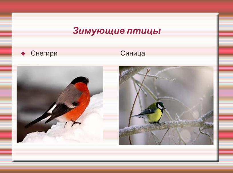Зимующие птицы Снегири Синица