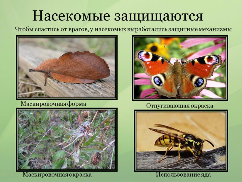 Насекомые защищаются Чтобы спастись от врагов, у насекомых выработались защитные механизмы