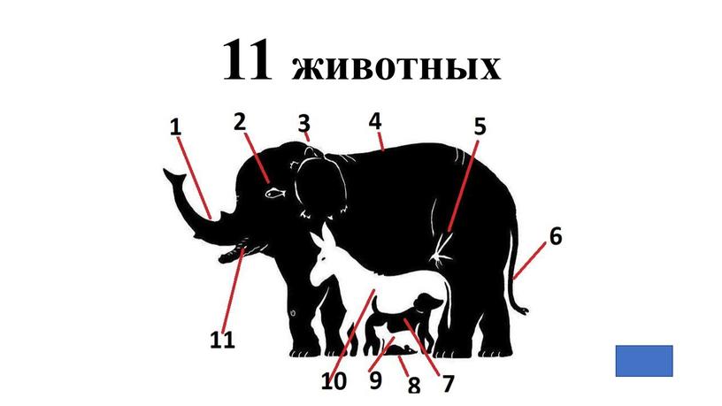 11 животных