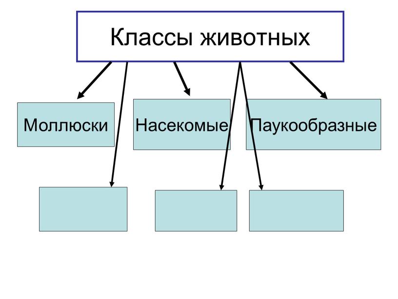 Классы животных Моллюски Насекомые