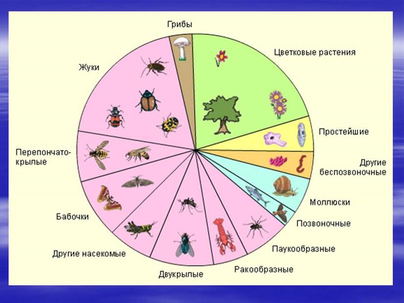 Презентация "Насекомые " 7 класс