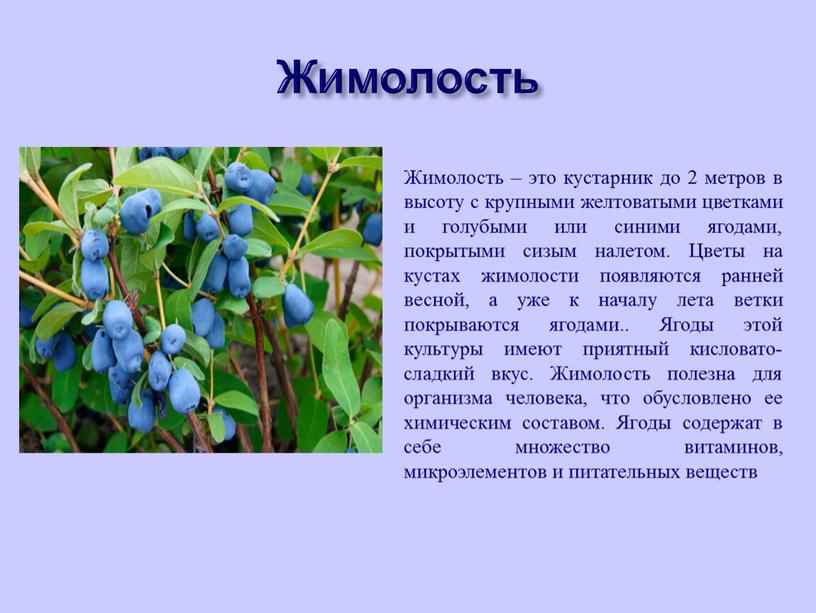 Жимолость Жимолость – это кустарник до 2 метров в высоту с крупными желтоватыми цветками и голубыми или синими ягодами, покрытыми сизым налетом