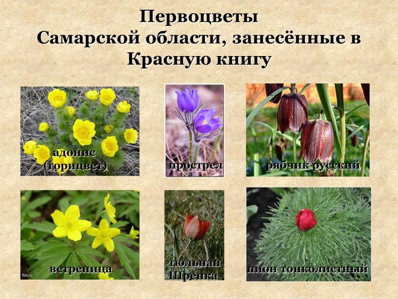 Первоцветы Самарской области, занесённые в