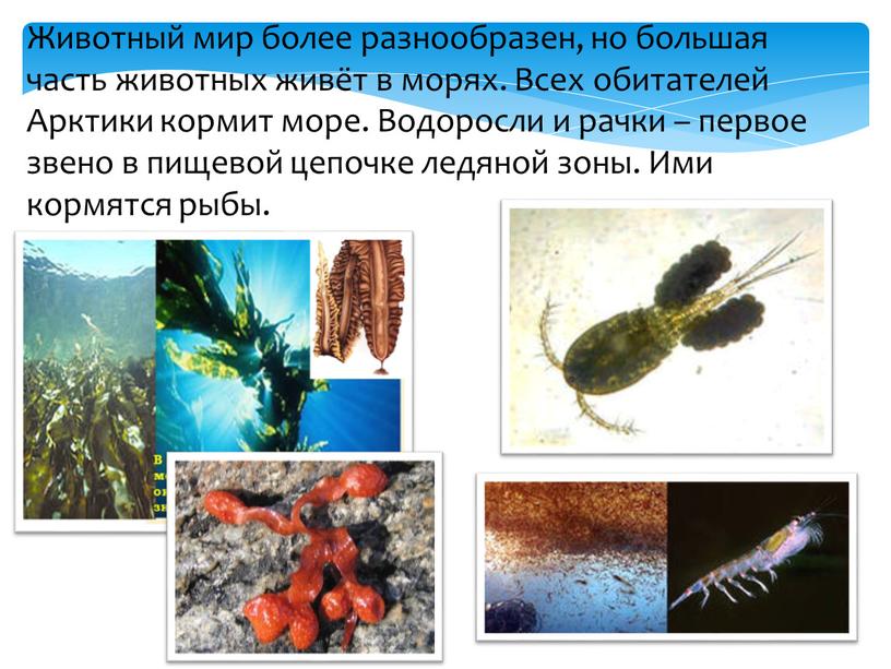 Животный мир более разнообразен, но большая часть животных живёт в морях