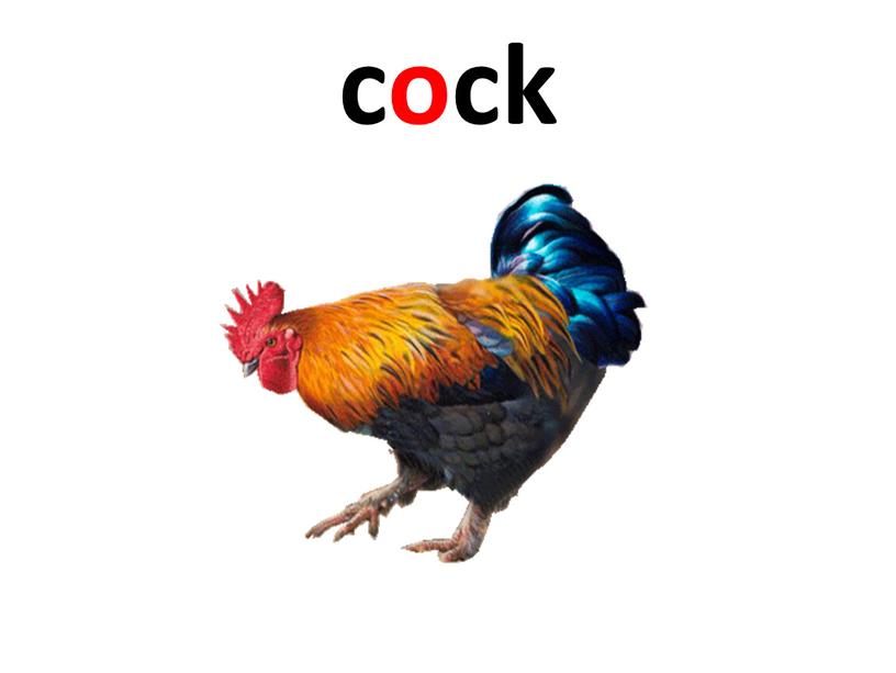 cock