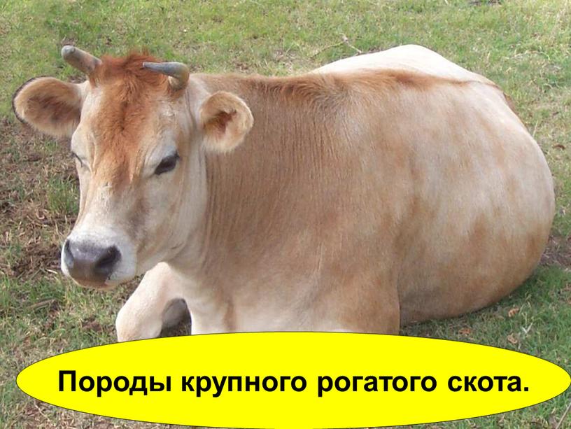 Породы крупного рогатого скота