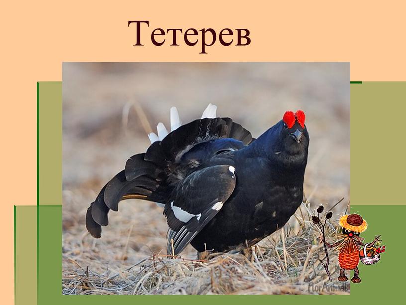 Тетерев