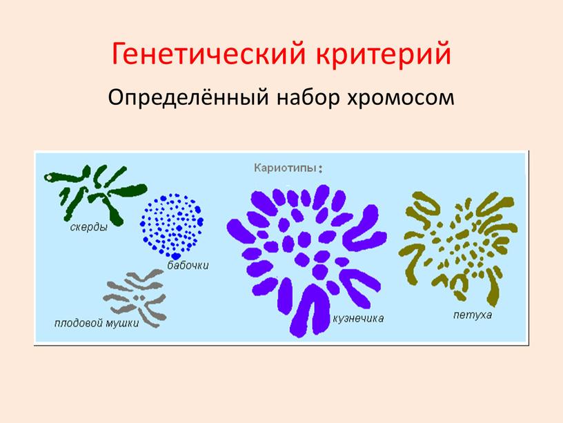 Генетический критерий Определённый набор хромосом