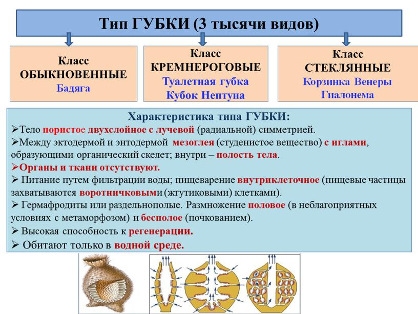 Класс ОБЫКНОВЕННЫЕ Бадяга Тип ГУБКИ (3 тысячи видов)