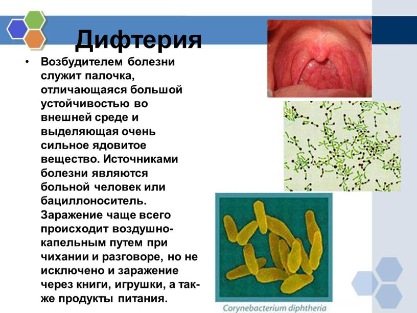 Дифтерия Возбудителем болезни служит палочка, отличающаяся большой устойчивостью во внешней среде и выделяющая очень сильное ядовитое вещество