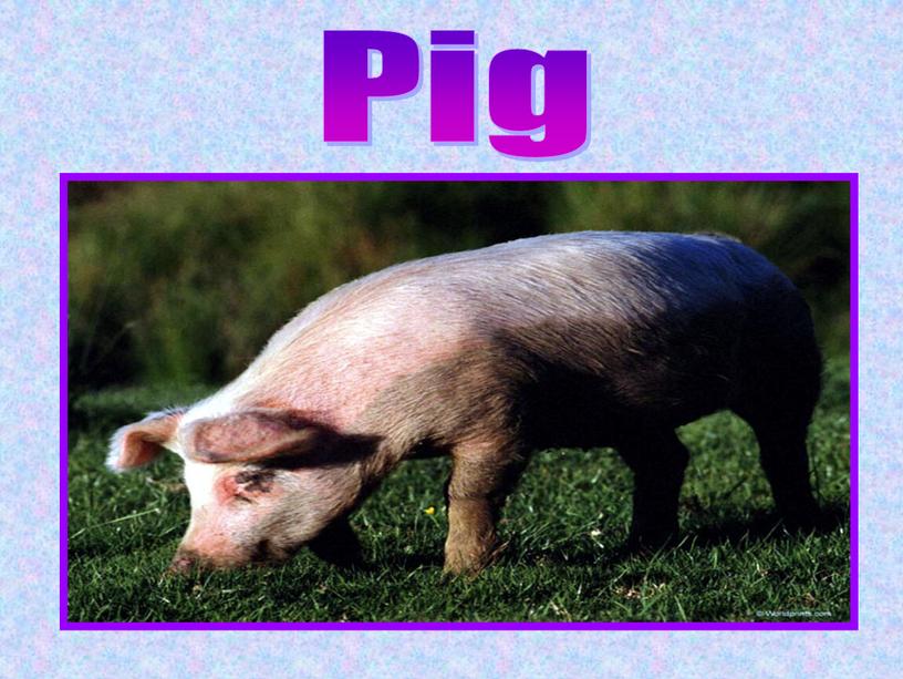 Pig