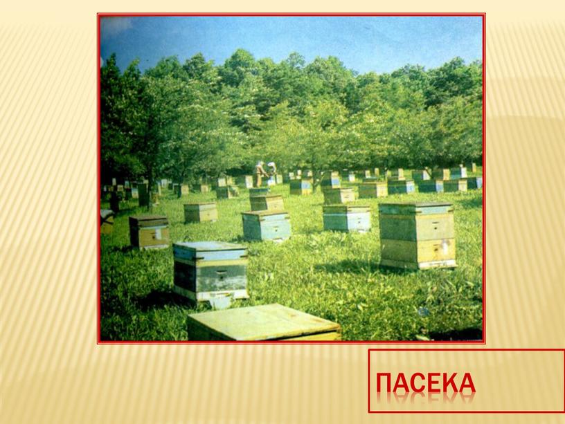 Пасека