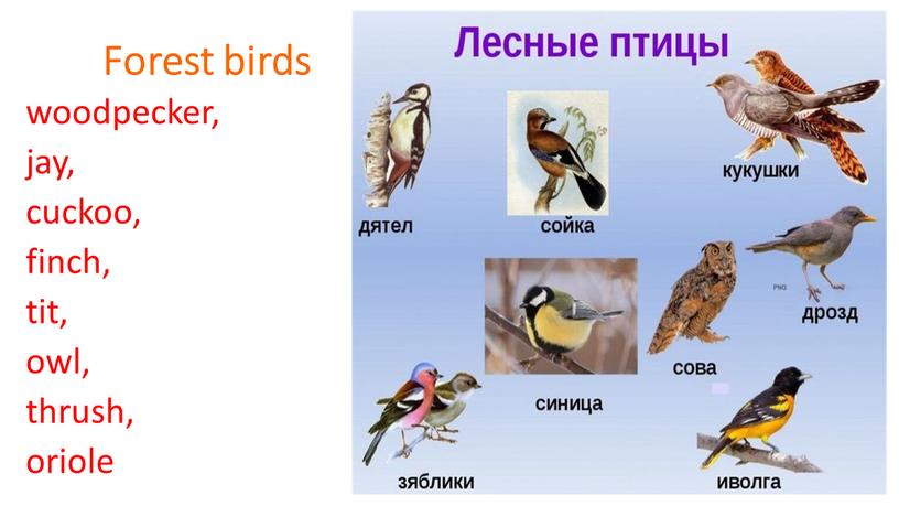 Forest birds woodpecker, jay, cuckoo, finch, tit, owl, thrush, oriole