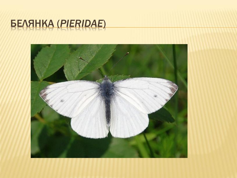 Белянка ( Pieridae )