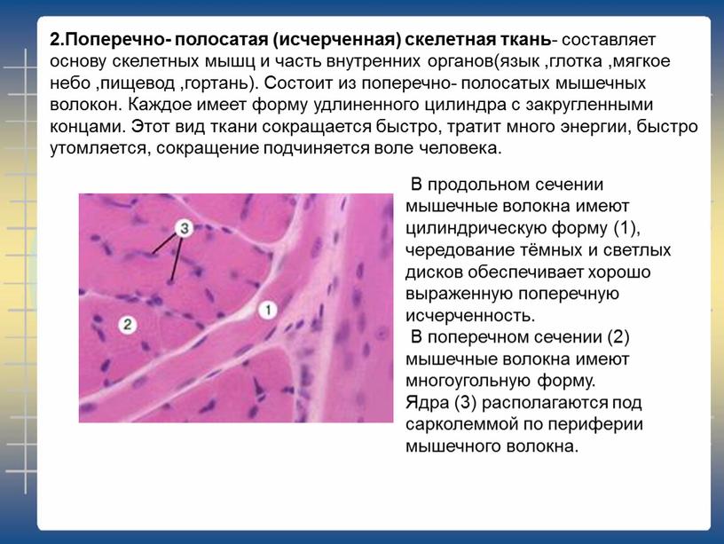 В продольном сечении мышечные волокна имеют цилиндрическую форму (1), чередование тёмных и светлых дисков обеспечивает хорошо выраженную поперечную исчерченность