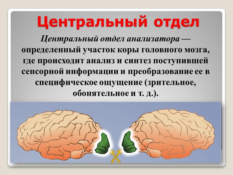 Центральный отдел анализатора — определенный участок коры головного мозга, где происходит анализ и синтез поступившей сенсорной информации и преобразование ее в специфическое ощущение (зрительное, обонятельное…