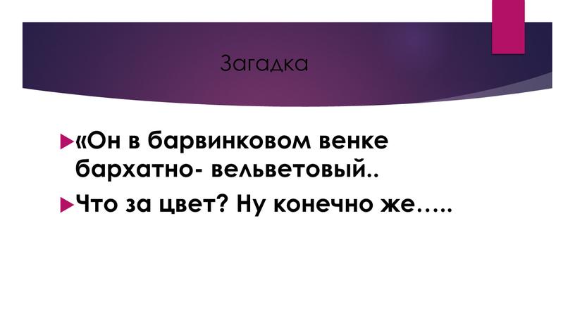 Загадка «Он в барвинковом венке бархатно- вельветовый