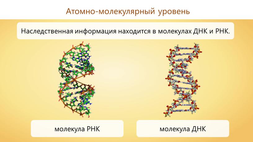 Атомно-молекулярный уровень молекула