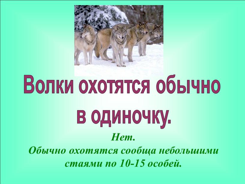 Нет. Обычно охотятся сообща небольшими стаями по 10-15 особей