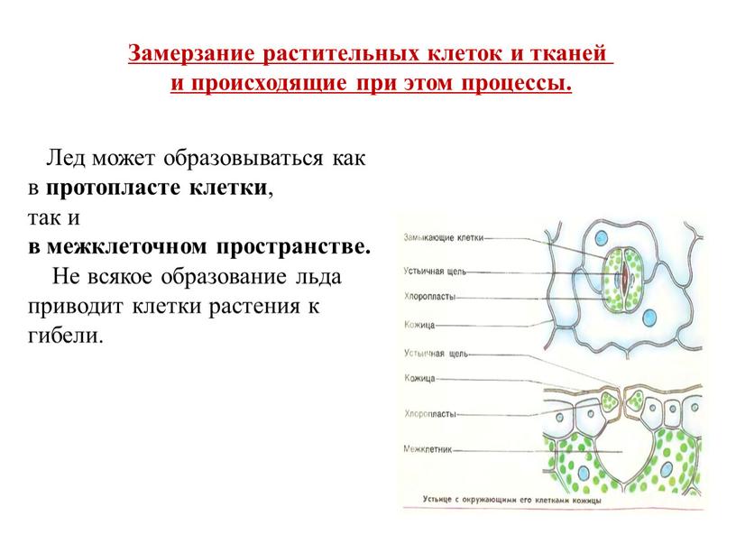 Замерзание растительных клеток и тканей и происходящие при этом процессы