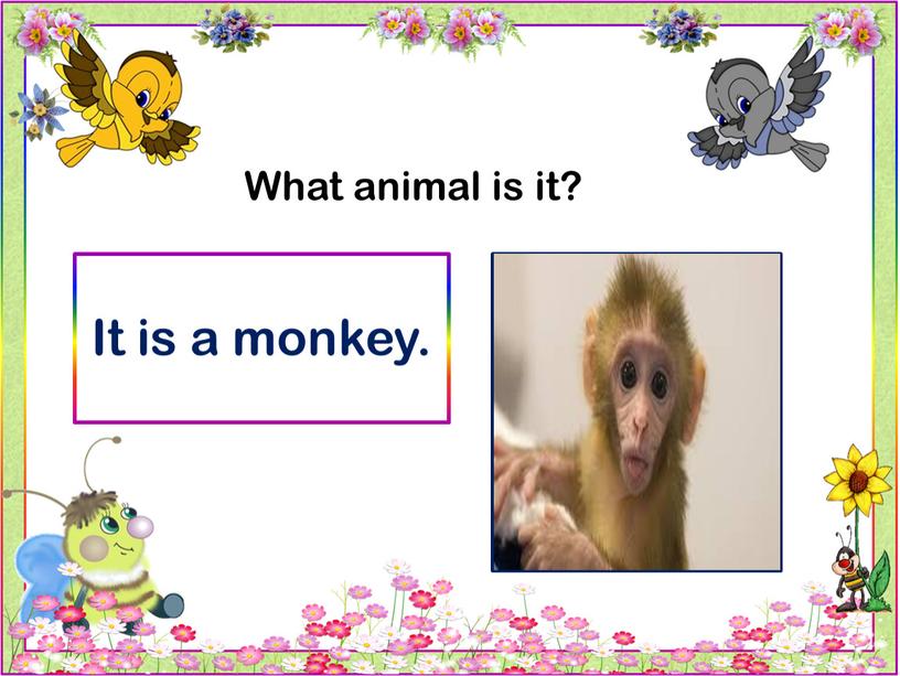 What animal is it? It is a monkey