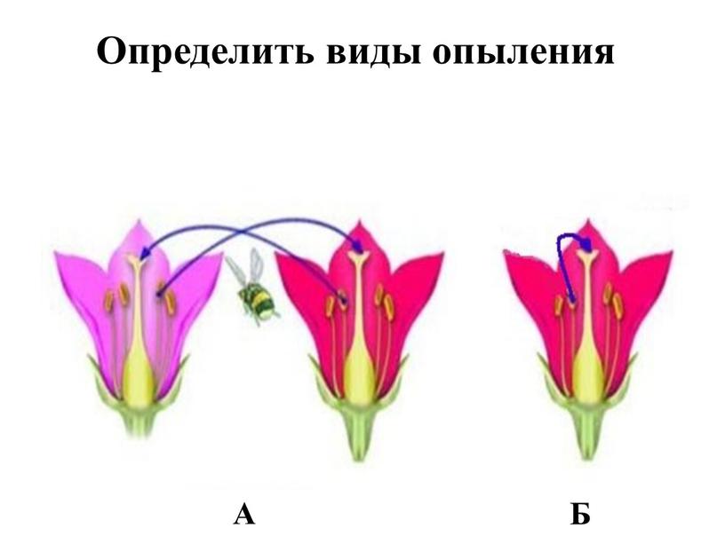 Определить виды опыления А Б