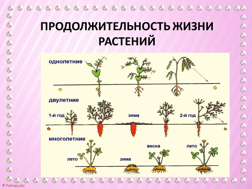 Продолжительность жизни растений