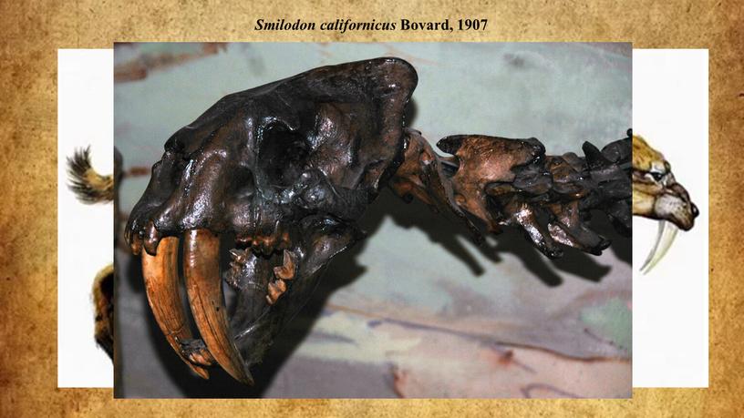 Smilodon californicus Bovard, 1907