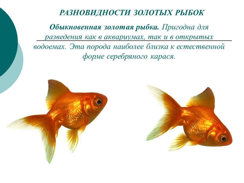 РАЗНОВИДНОСТИ ЗОЛОТЫХ РЫБОК Обыкновенная золотая рыбка