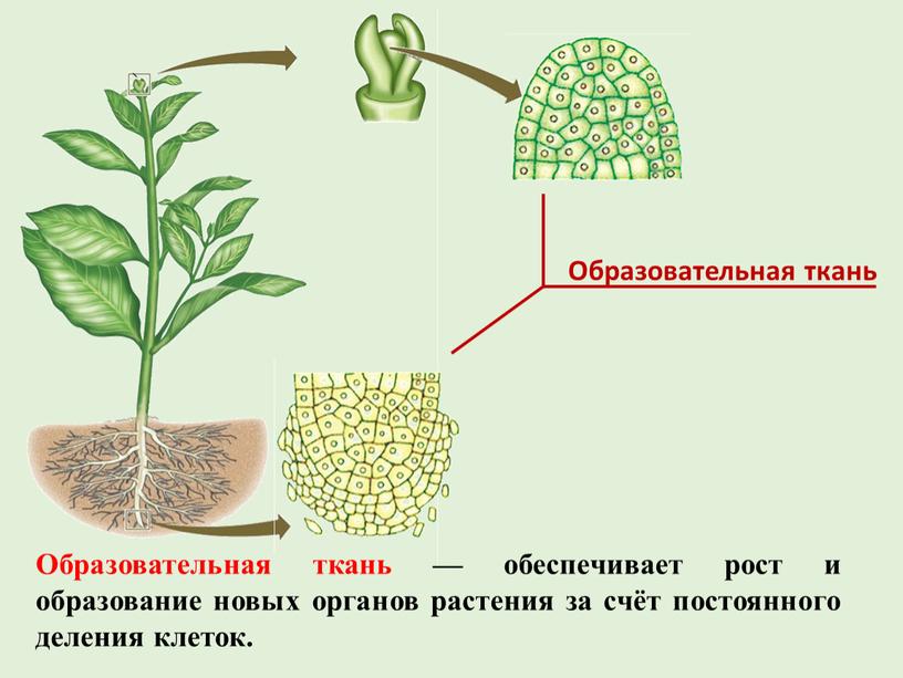 Образовательная ткань — обеспечивает рост и образование новых органов растения за счёт постоянного деления клеток