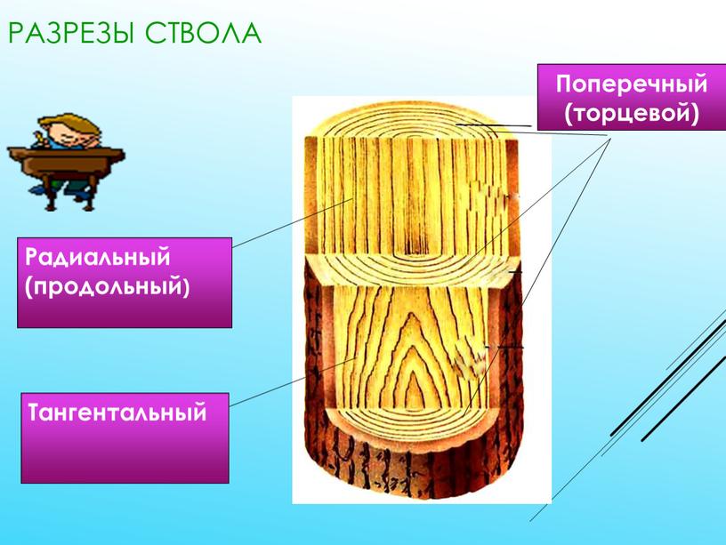 Разрезы ствола Радиальный (продольный)